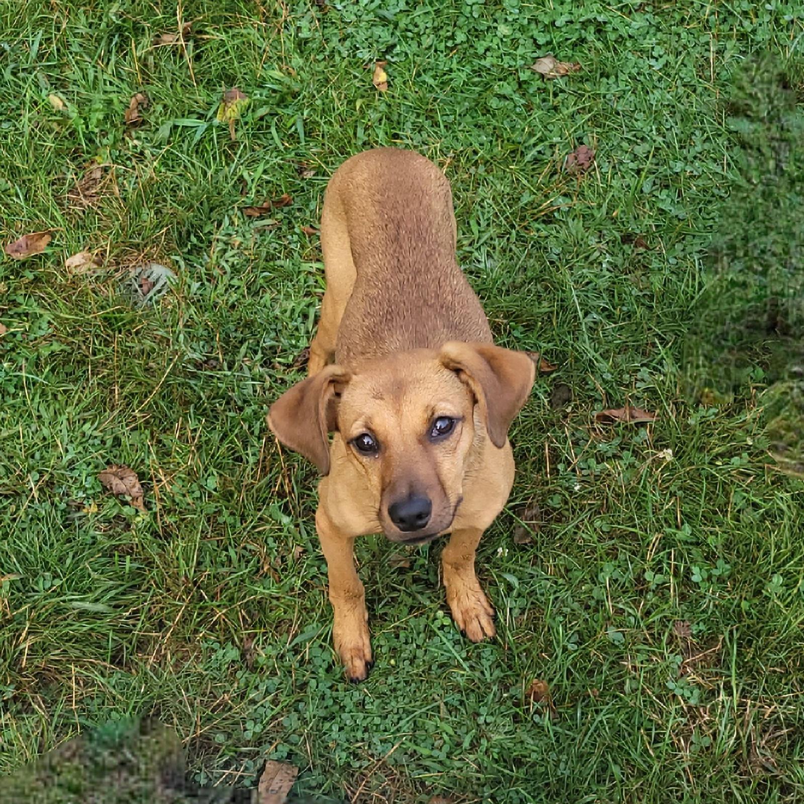 Keeva, Adoptable, Young Female Hound.