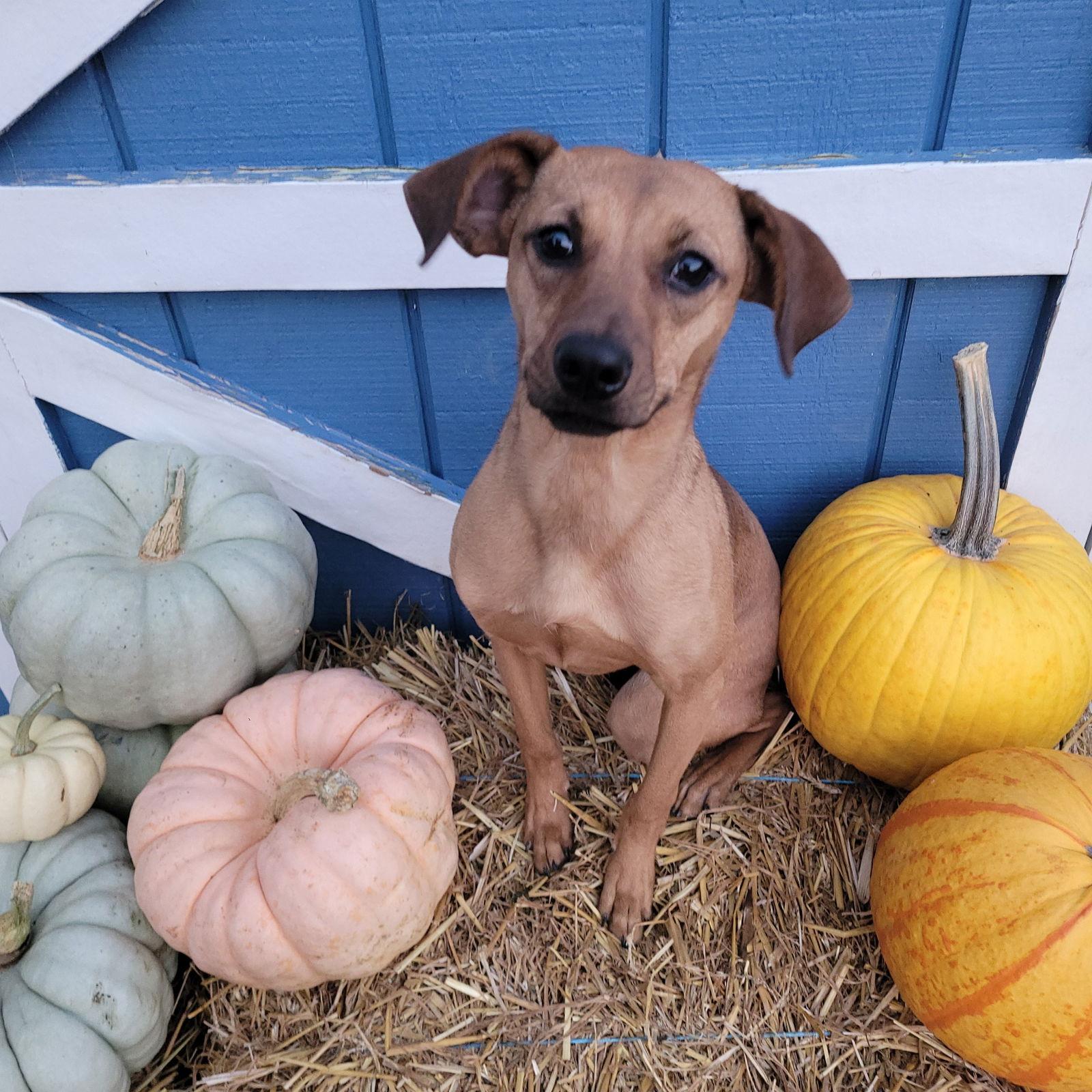 Enlarge Keeva, a Adoptable Hound in Akron, OH image 2/3