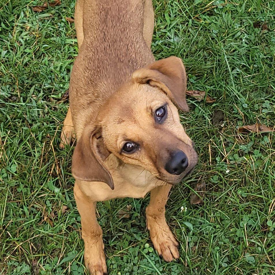 Enlarge Keeva, a Adoptable Hound in Akron, OH image 3/3