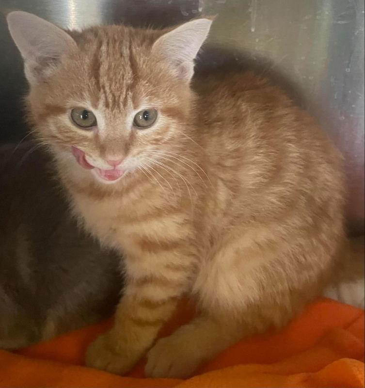 London, Adopted, Kitten Male Domestic Short Hair.