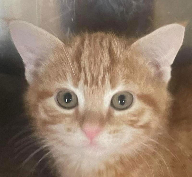 London, a Adopted Domestic Short Hair in Dalzell, IL image 2/3