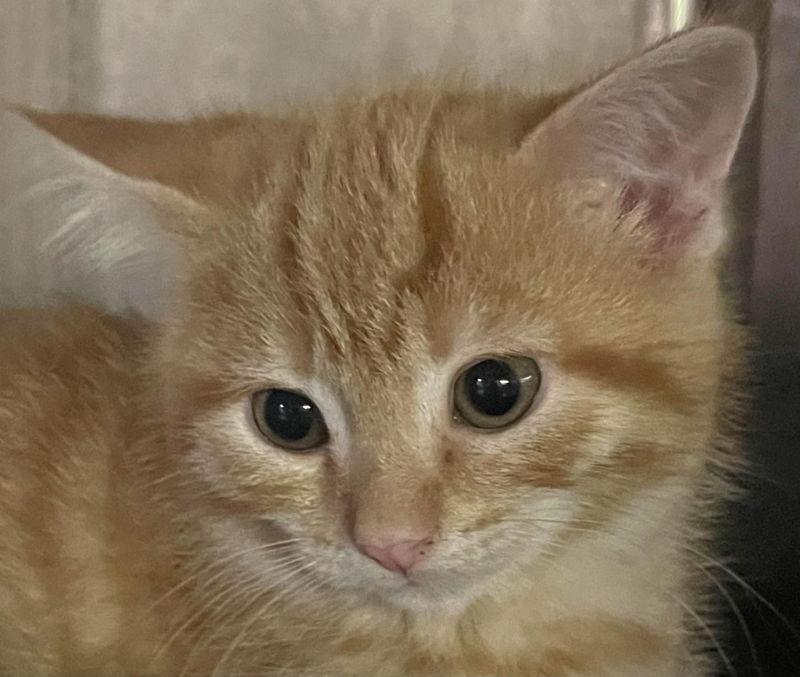 London, a Adopted Domestic Short Hair in Dalzell, IL image 3/3