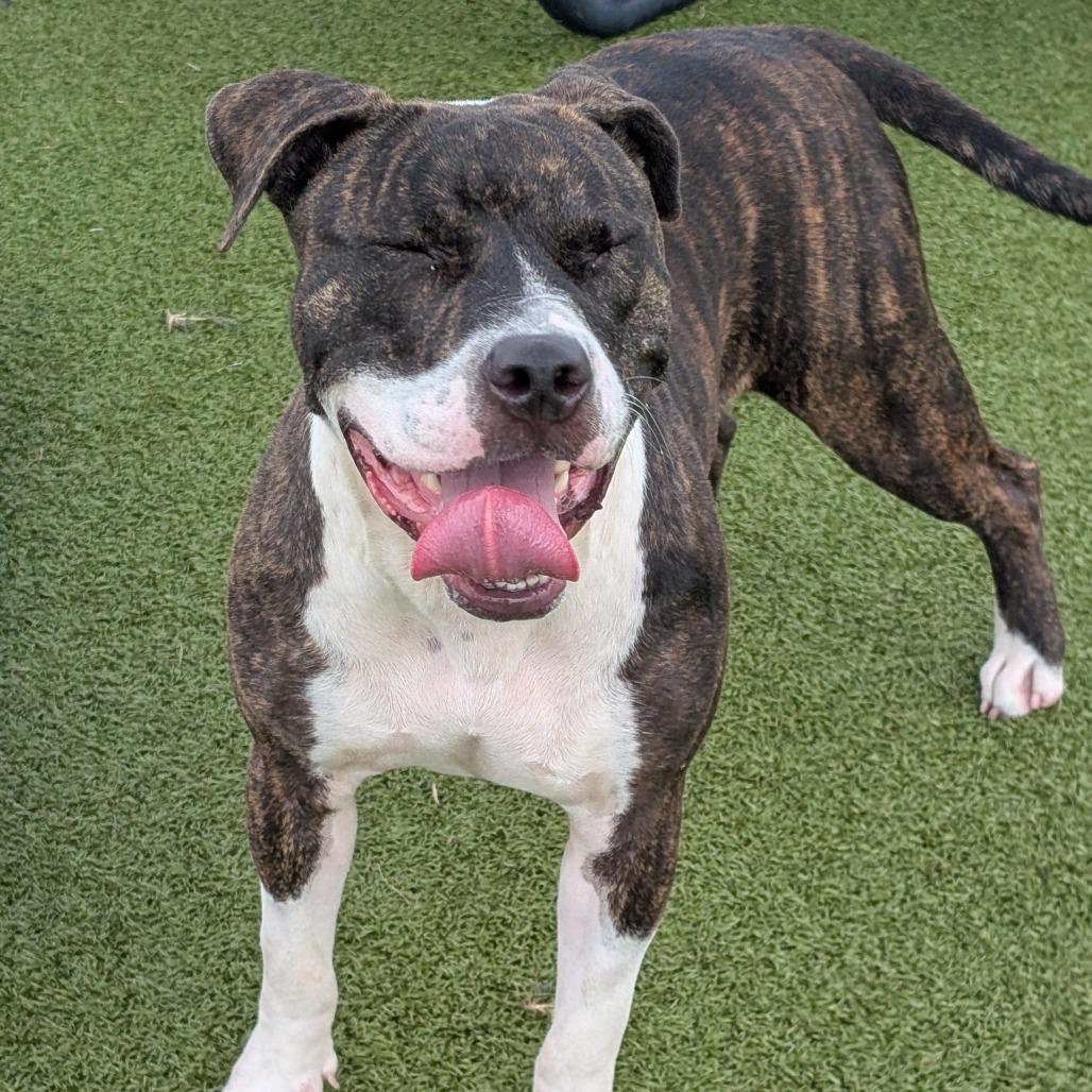Mabel, Adoptable, Adult Female Pit Bull Terrier & Mixed Breed.