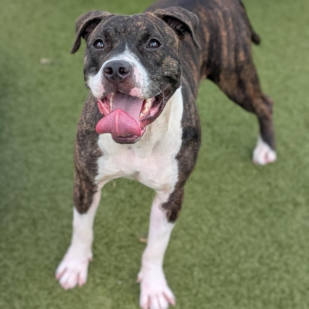 Mabel, a Adoptable mixed breed in Bryan, TX image 2/3
