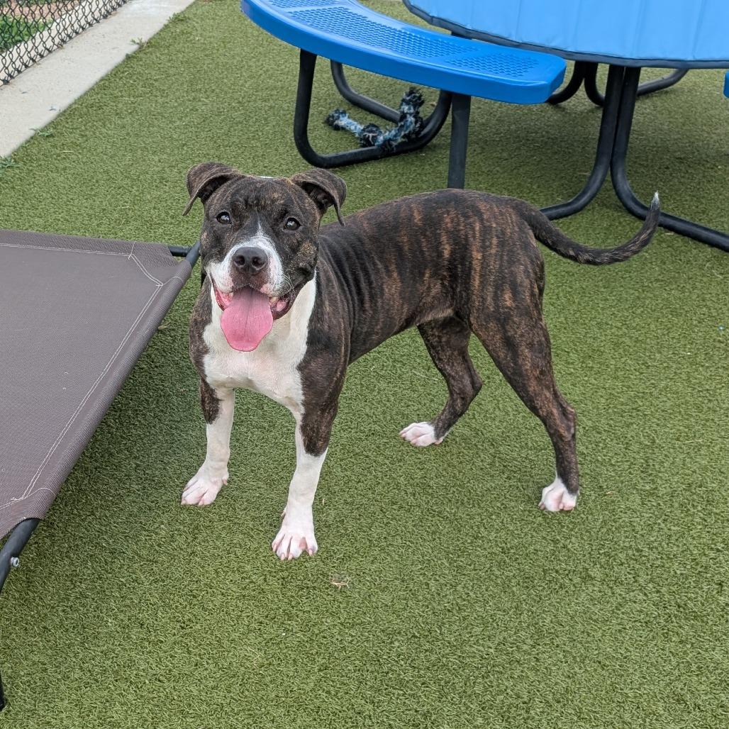 Mabel, a Adoptable mixed breed in Bryan, TX image 3/3