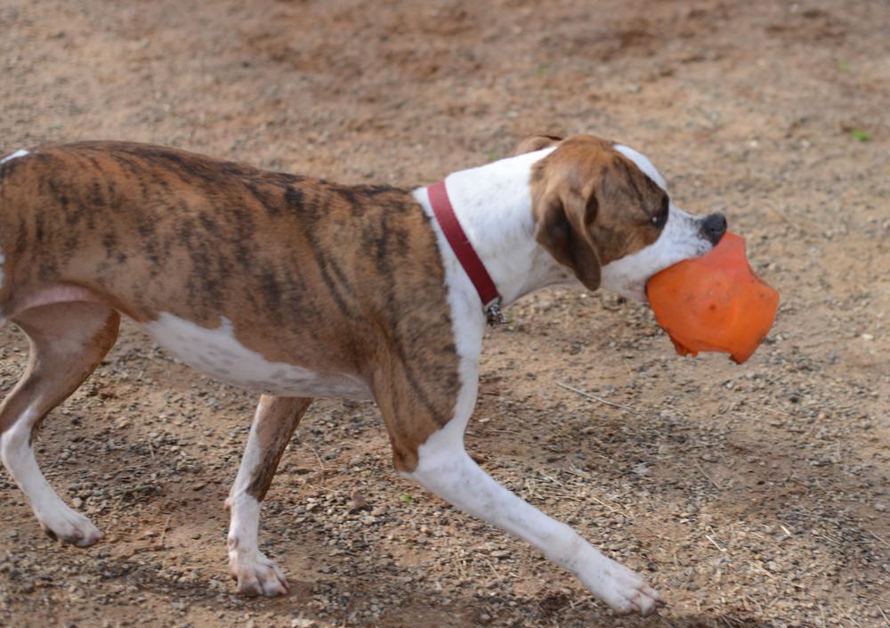 Enlarge Luna, a Adoptable mixed breed in Barnesville, GA image 1/5