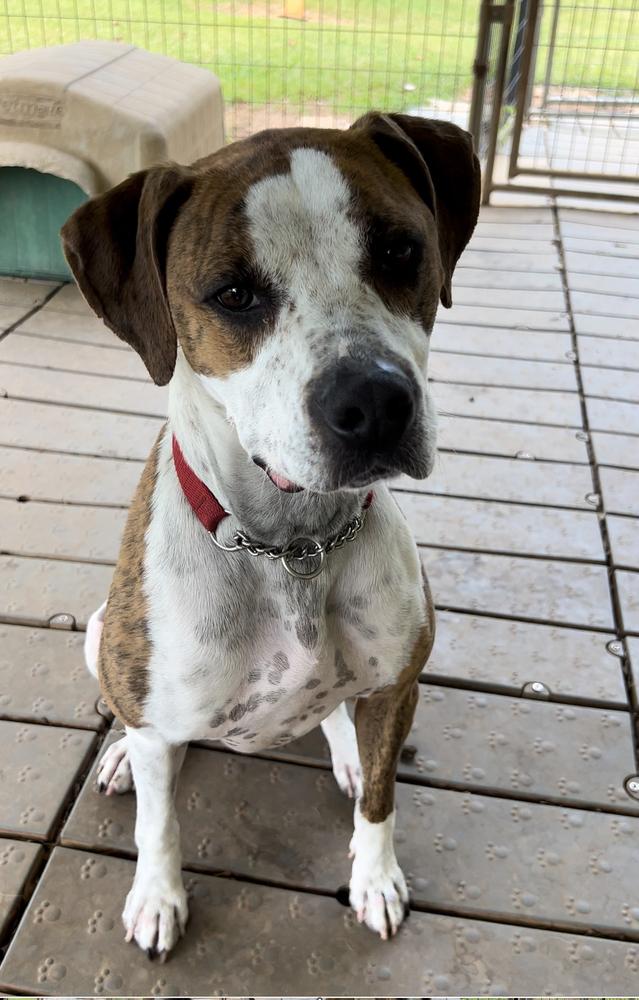 Enlarge Luna, a Adoptable mixed breed in Barnesville, GA image 2/5