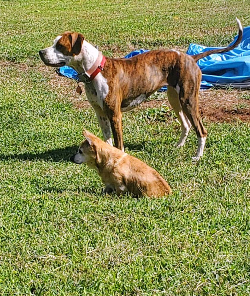 Enlarge Luna, a Adoptable mixed breed in Barnesville, GA image 3/5