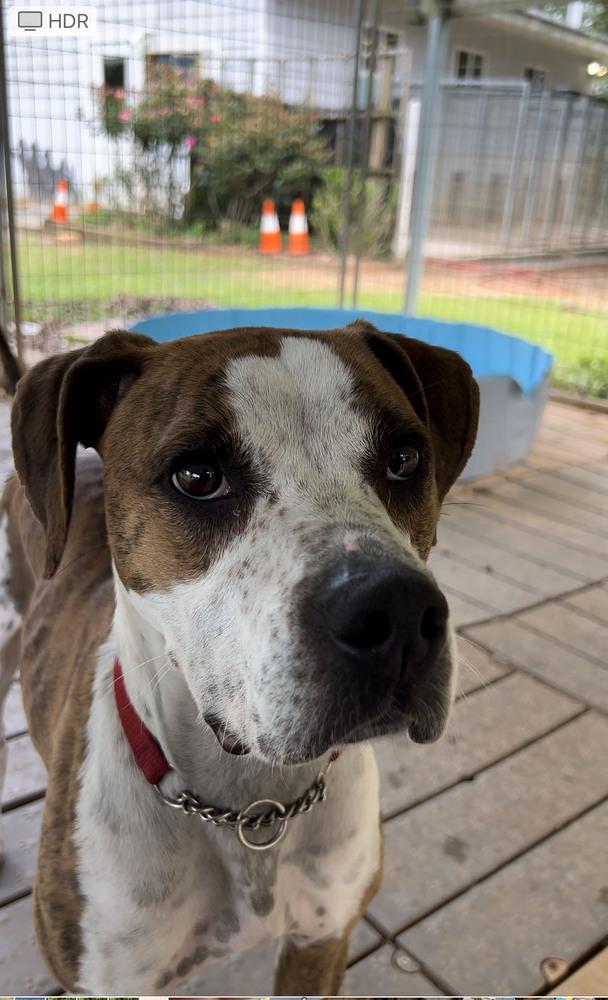 Enlarge Luna, a Adoptable mixed breed in Barnesville, GA image 5/5