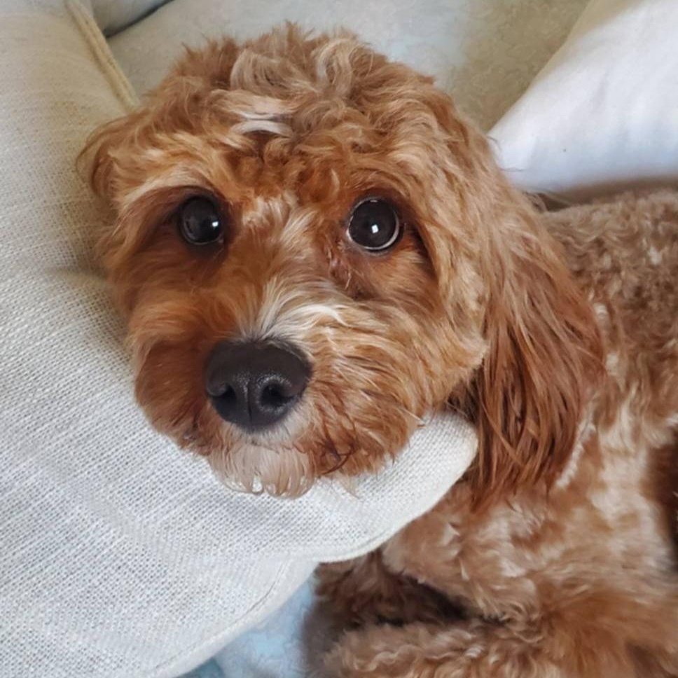 Enlarge Lemmy, an adopted mixed breed in Cedar Rapids, IA image 1/6