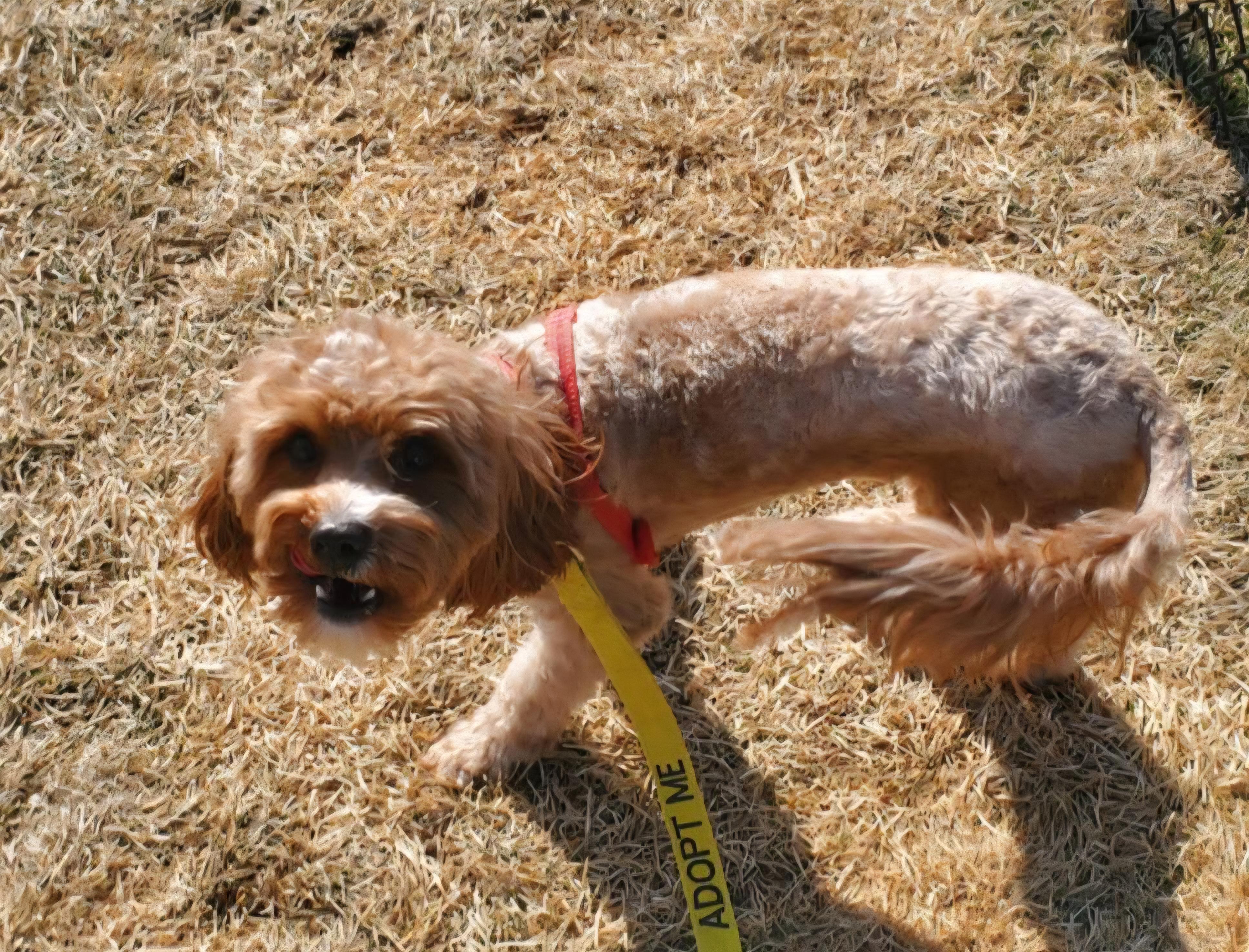 Enlarge Lemmy, an adopted mixed breed in Cedar Rapids, IA image 3/6