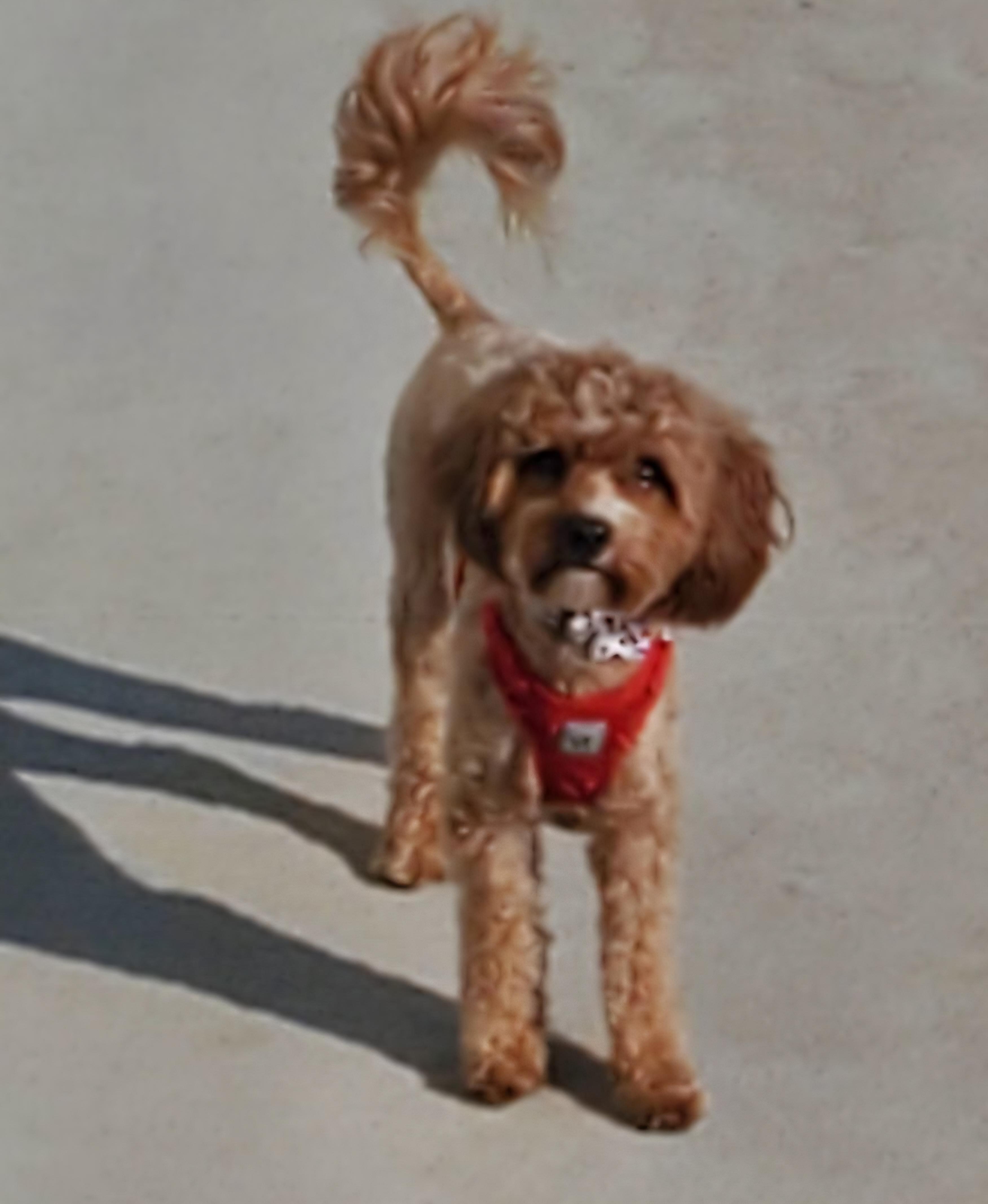 Enlarge Lemmy, an adopted mixed breed in Cedar Rapids, IA image 4/6