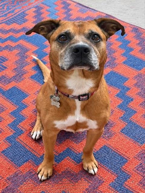 Enlarge GUS, a Adoptable Mixed Breed in Newton, NC image 1/1