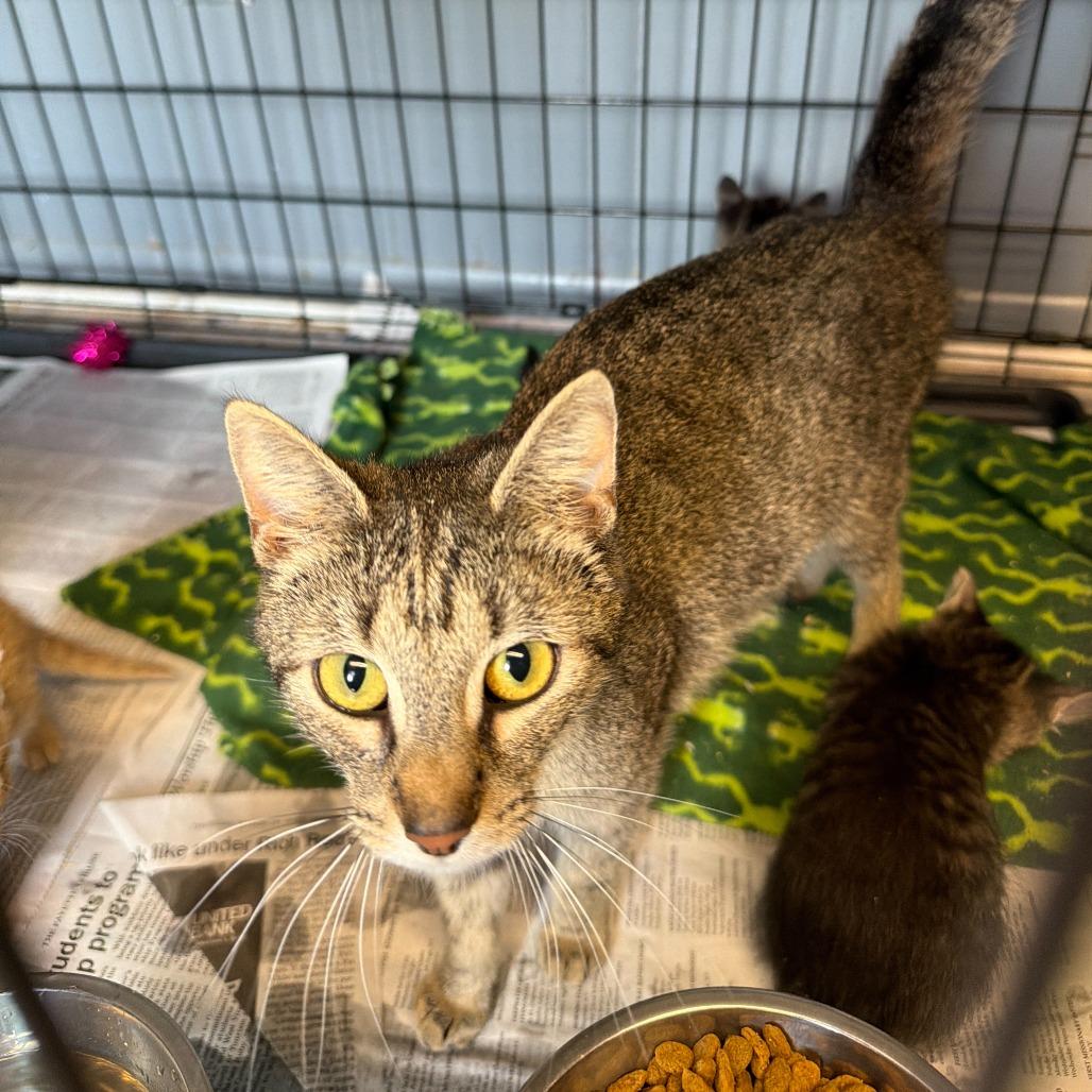Daisy, Adoptable, Adult Female Domestic Short Hair.