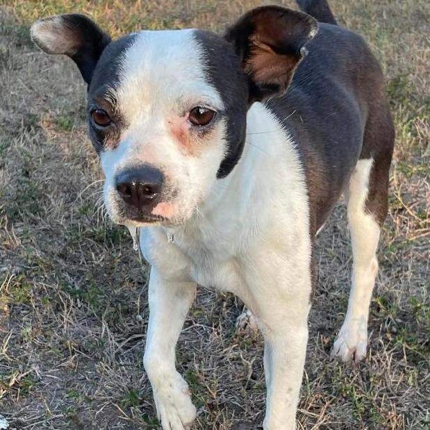 Gabby, Adoptable, Young Female Boston Terrier.