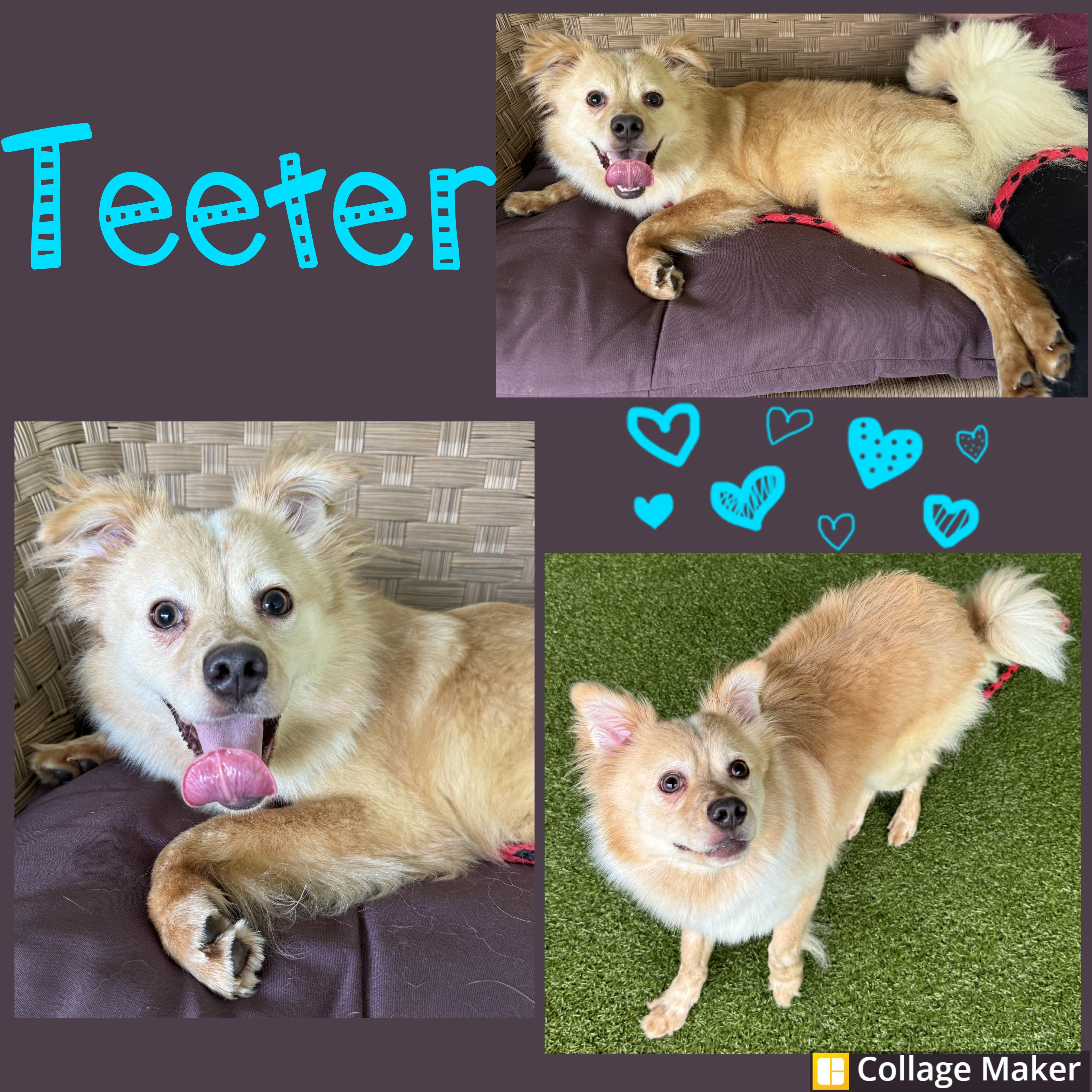 Teeter, Adult Female Australian Shepherd