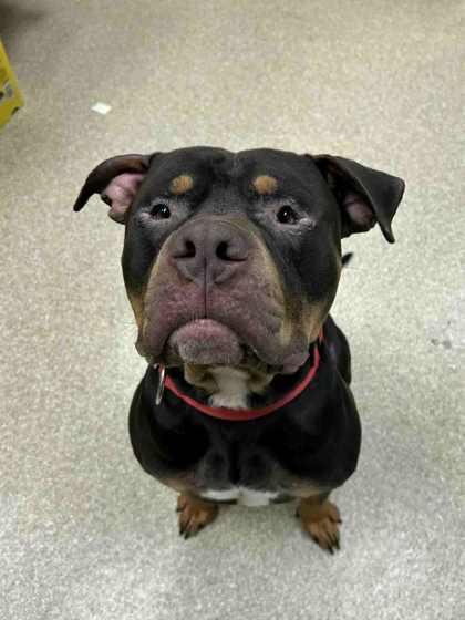 Tonka, Adoptable, Adult Male Mixed Breed & Mixed Breed.