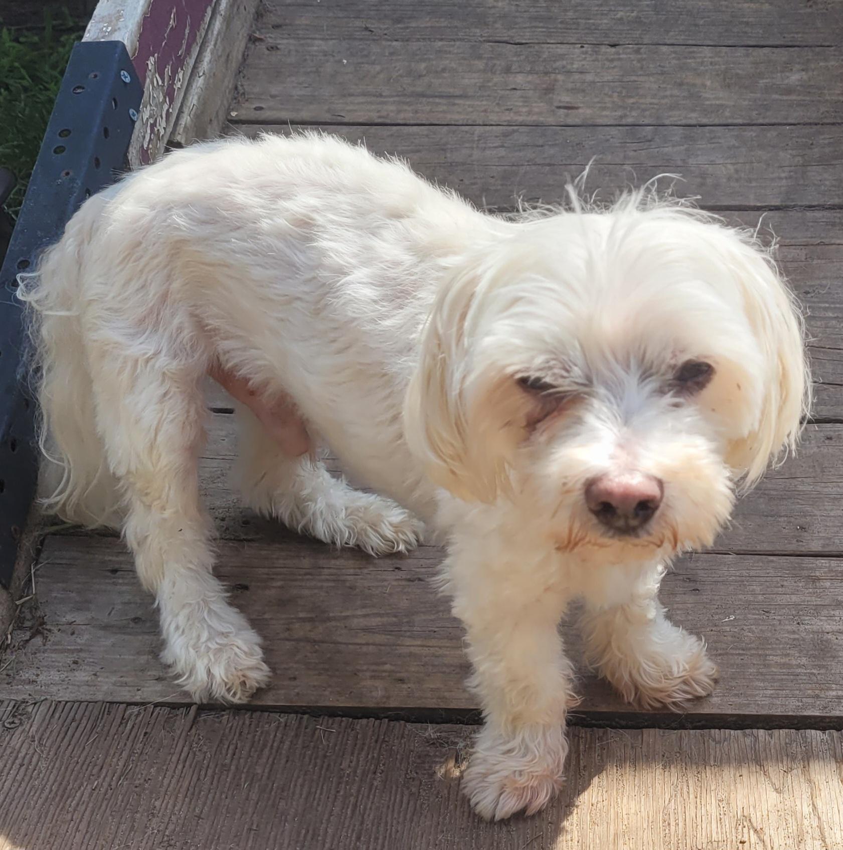 Oliver must be adopted with Princess (Seeking Holistic Adopters), a ADOPTABLE Maltese in Warren, MI image 1/3