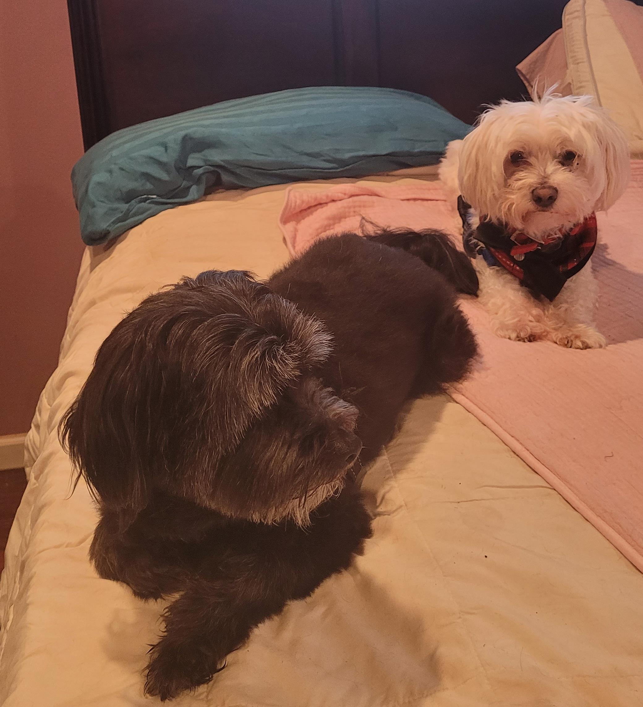 Oliver must be adopted with Princess (Seeking Holistic Adopters), a ADOPTABLE Maltese in Warren, MI image 3/3