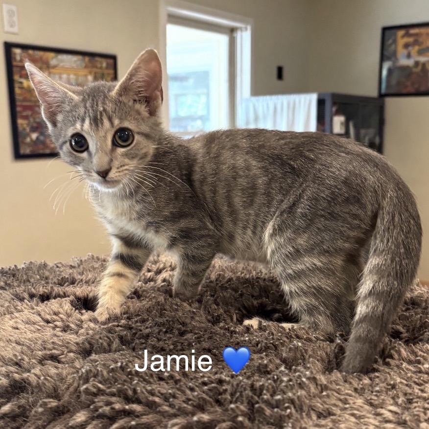 Enlarge Jamie, a Adopted Domestic Short Hair in Peachtree City, GA image 1/2