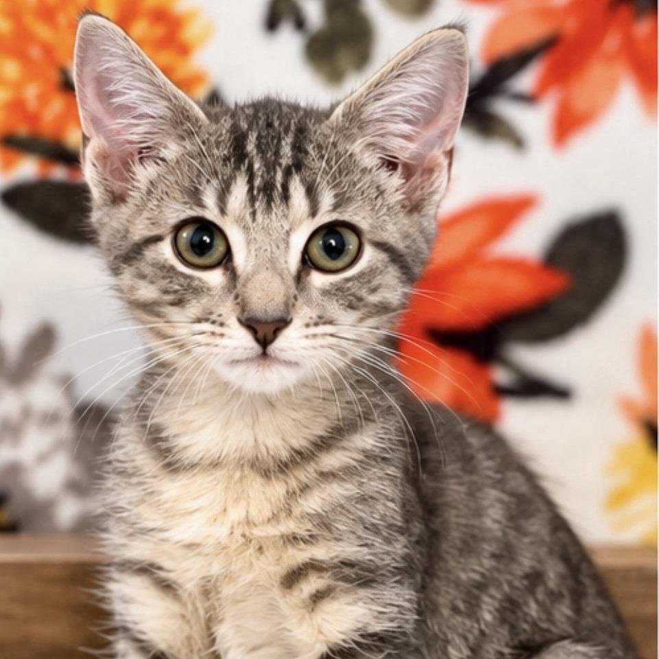 Enlarge Jamie, a Adopted Domestic Short Hair in Peachtree City, GA image 2/2