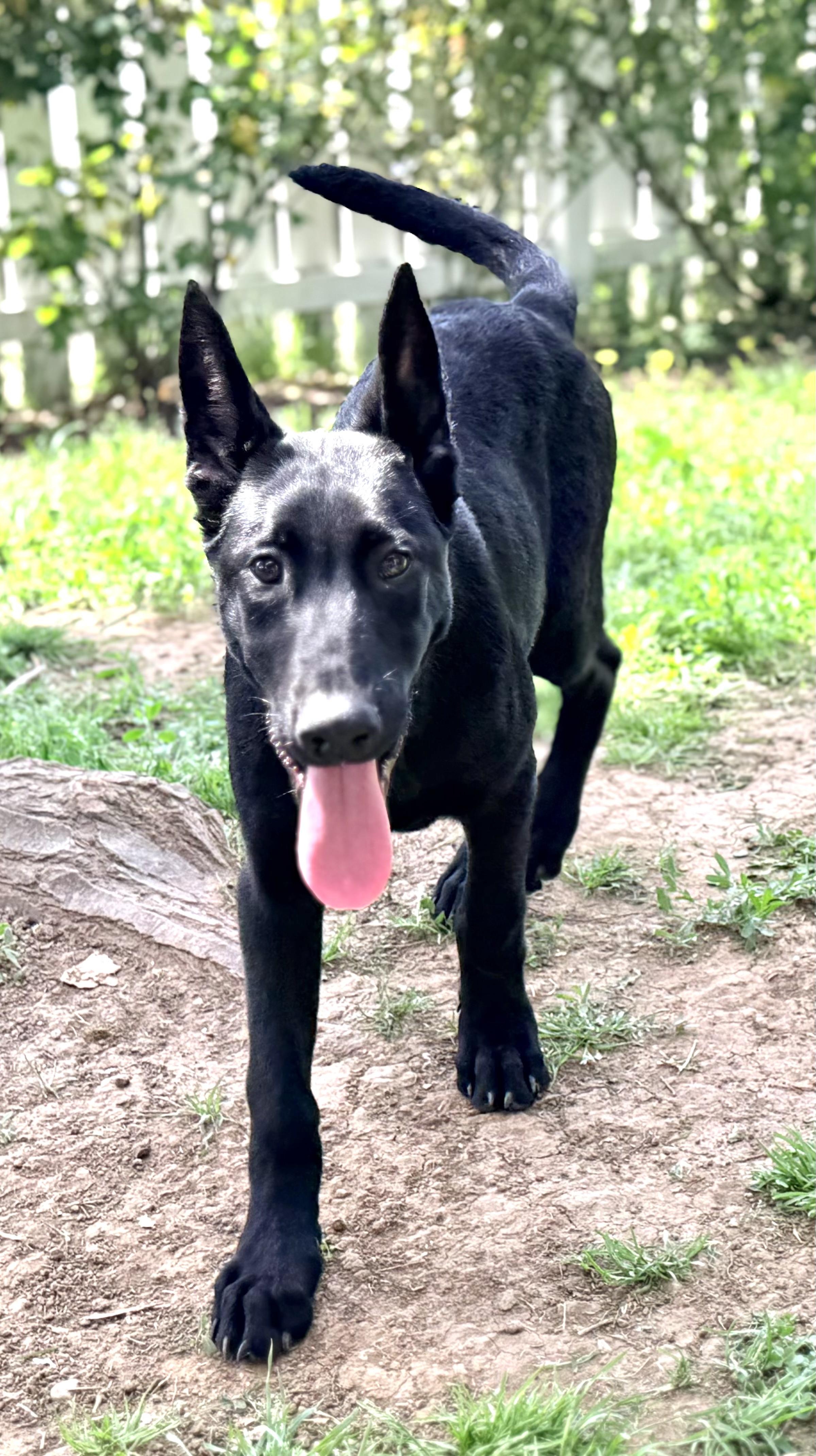 Enlarge Shadow, a Adoptable mixed breed in Yuba City, CA image 3/4
