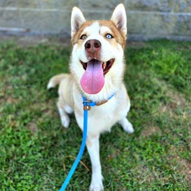 Enlarge BRINDABELLA, a Adoptable Siberian Husky in Long Beach, CA image 2/2
