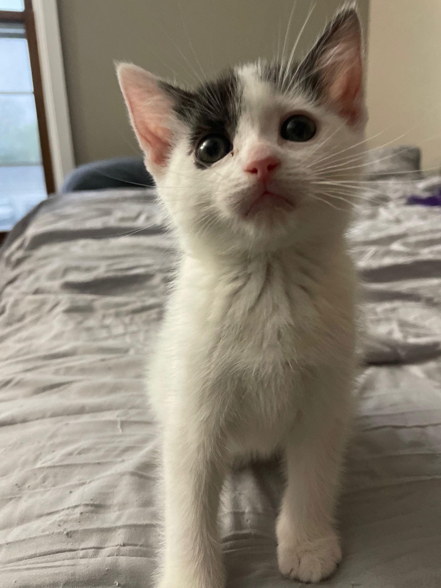 Enlarge Lemon, a Adopted Domestic Short Hair in Island Lake, IL image 1/1