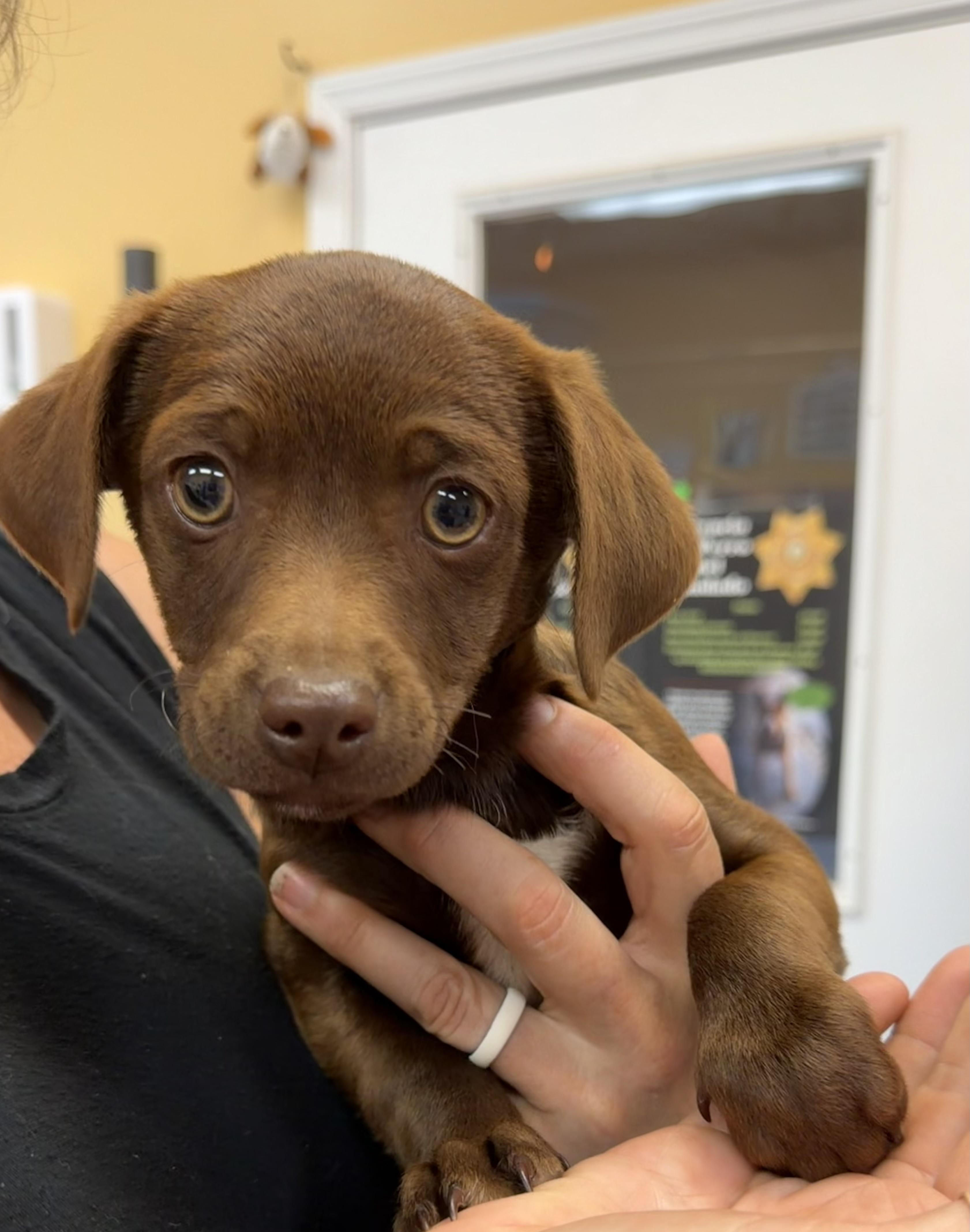 Enlarge Sausage, a ADOPTABLE mixed breed in Hood River, OR image 1/1