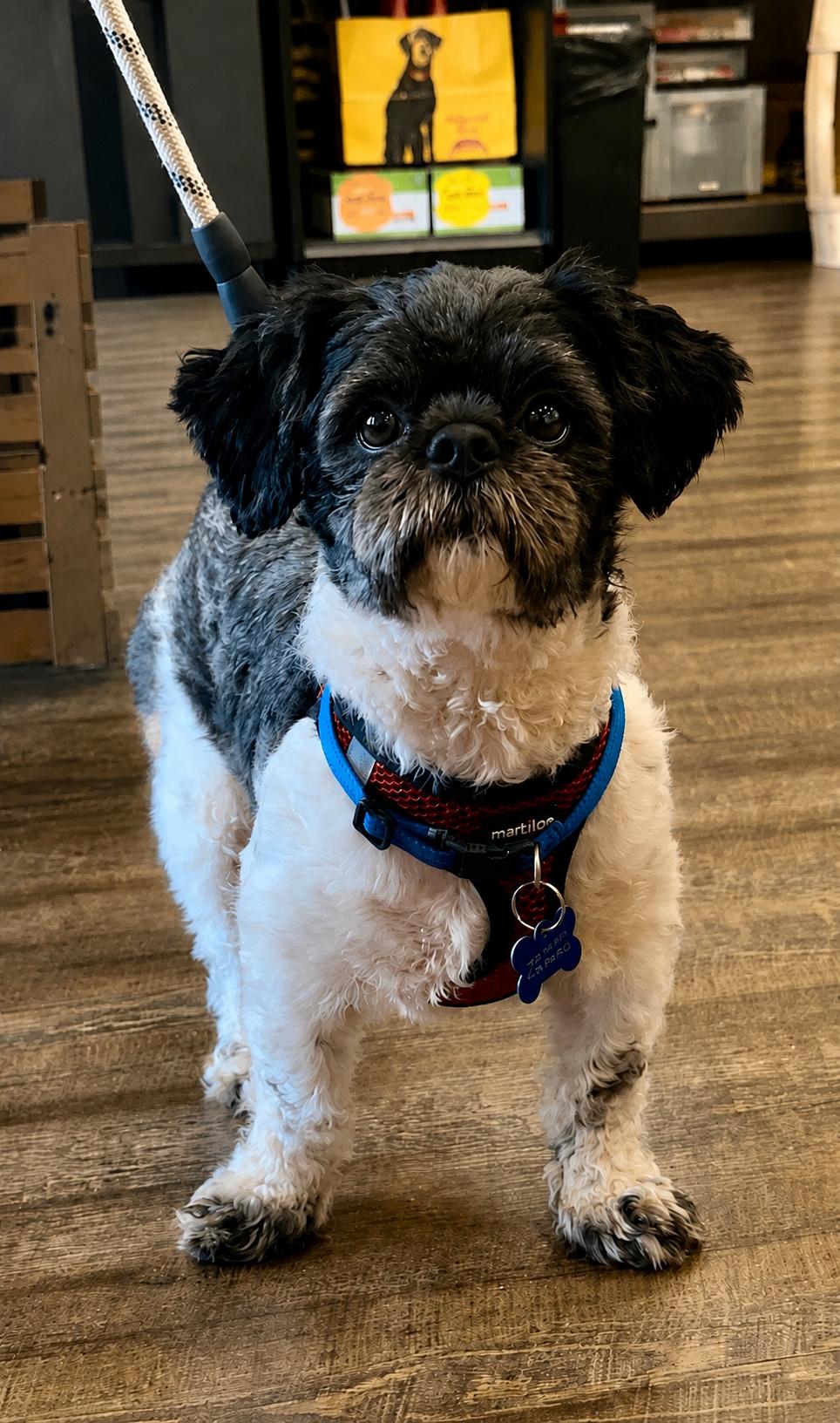 OREO, adopted, Adult Male Shih Tzu.