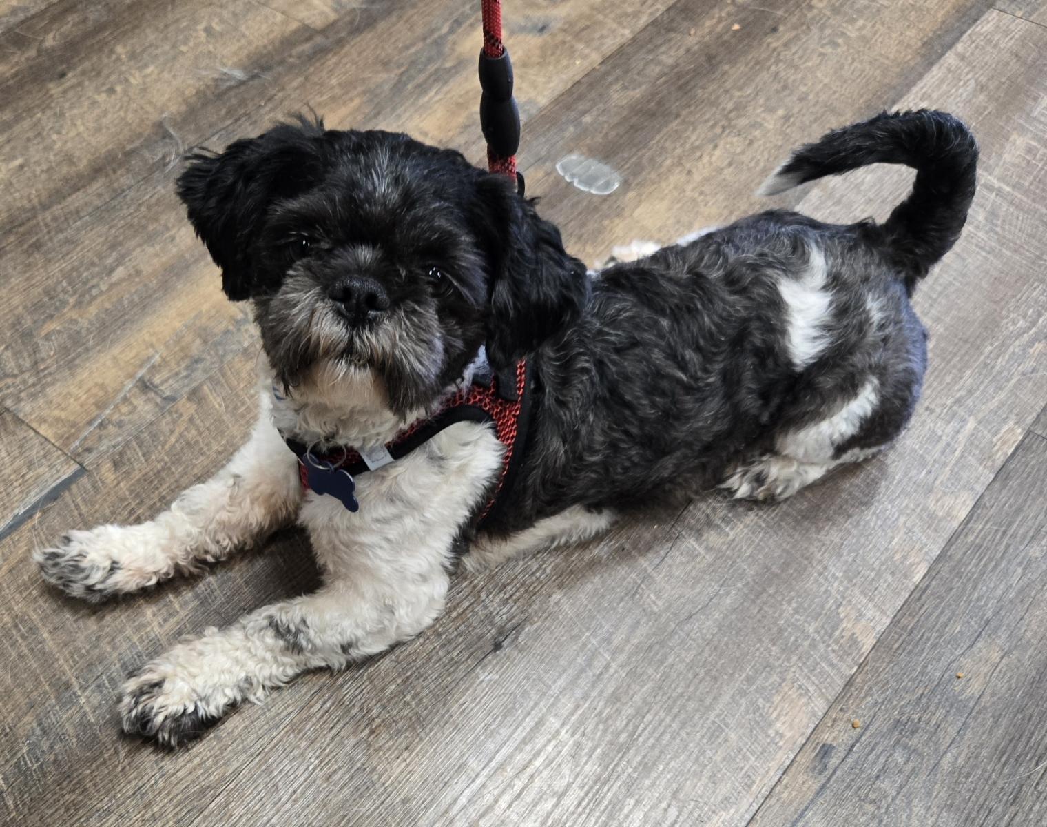 OREO, an adopted Shih Tzu in Grand Prairie, TX image 6/6
