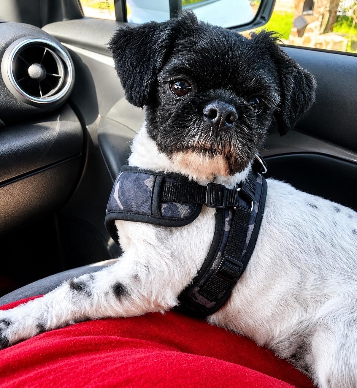 OREO, an adopted Shih Tzu in Grand Prairie, TX image 2/6