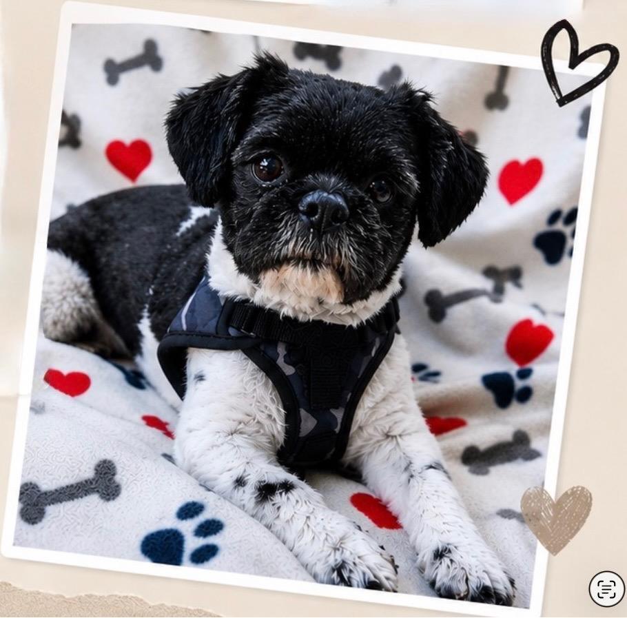OREO, an adopted Shih Tzu in Grand Prairie, TX image 3/6