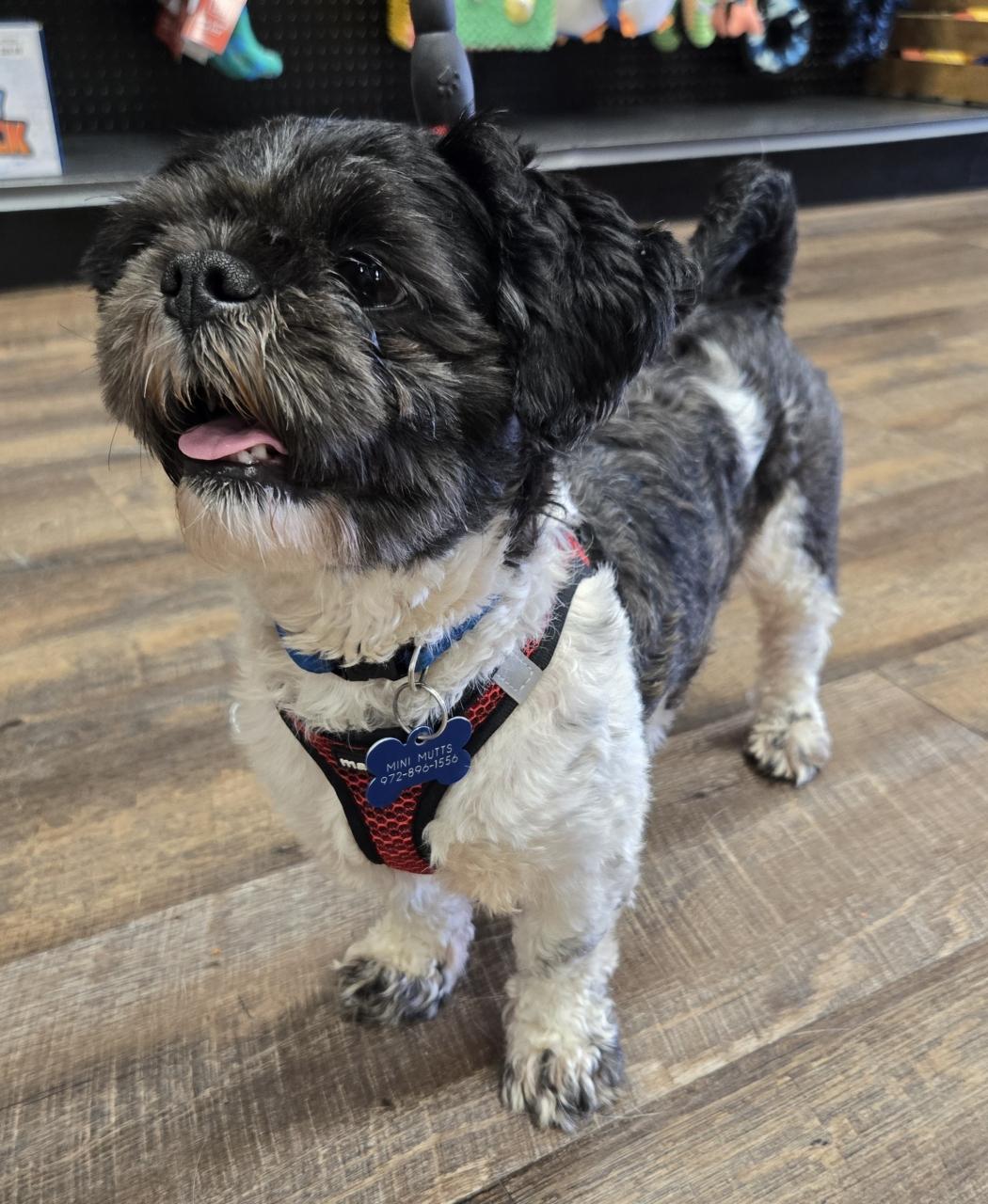 OREO, an adopted Shih Tzu in Grand Prairie, TX image 5/6