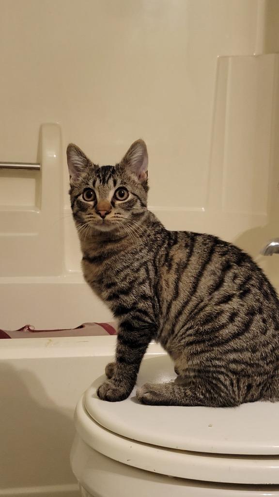 Timmy, Adoptable, Kitten Male Domestic Short Hair.