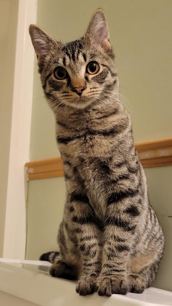 Enlarge Timmy, a Adoptable mixed breed in Fort Oglethorpe, GA image 2/2