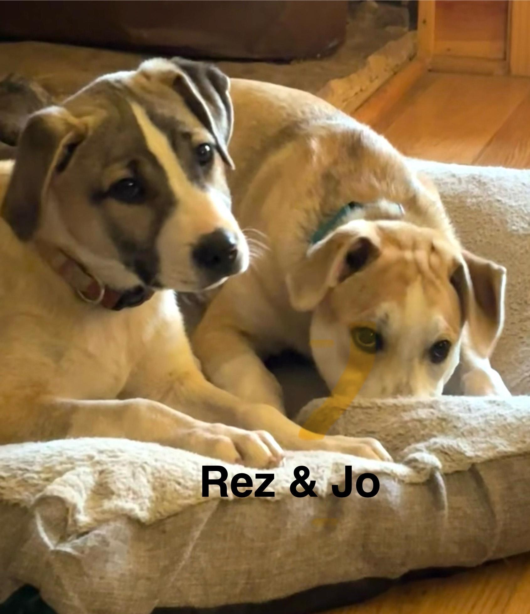 River, Adoptable, Puppy Female Yellow Labrador Retriever & Hound.