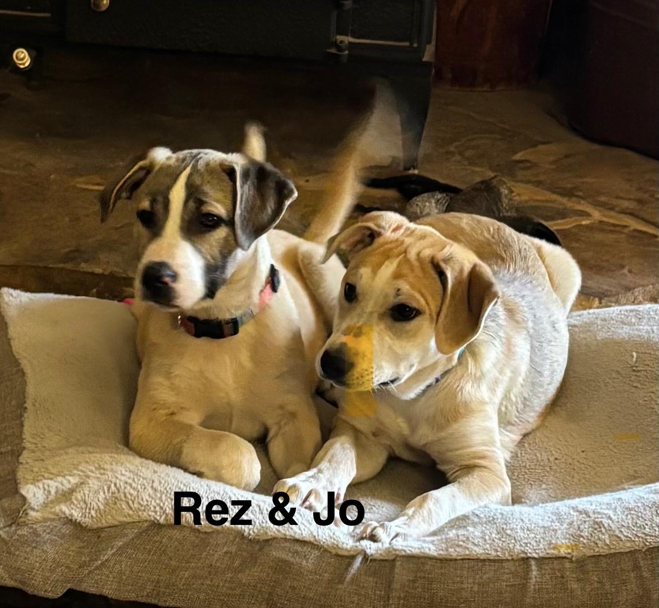 River, a Adoptable mixed breed in Texarkana, TX image 2/4