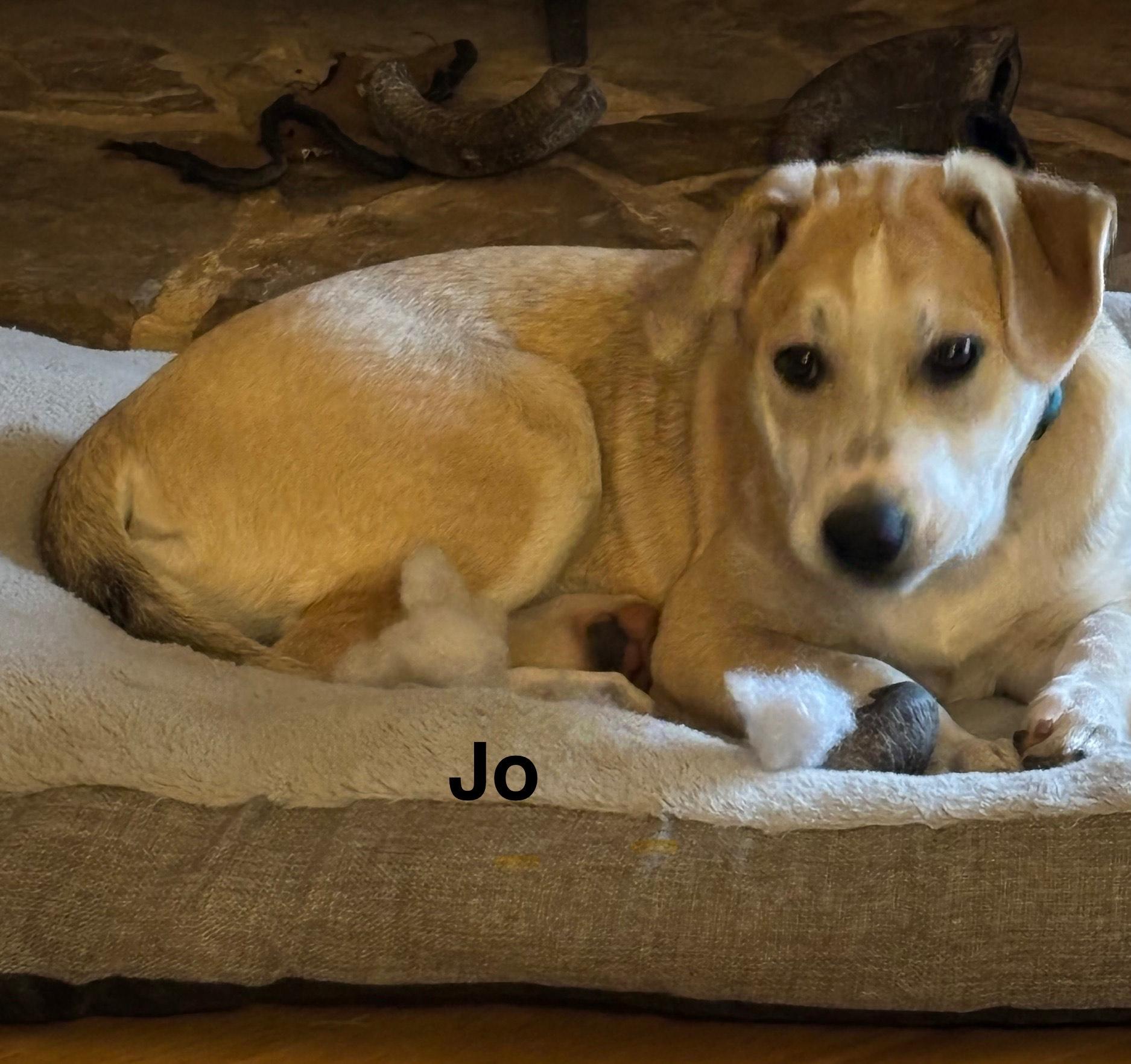 River, a Adoptable mixed breed in Texarkana, TX image 3/4