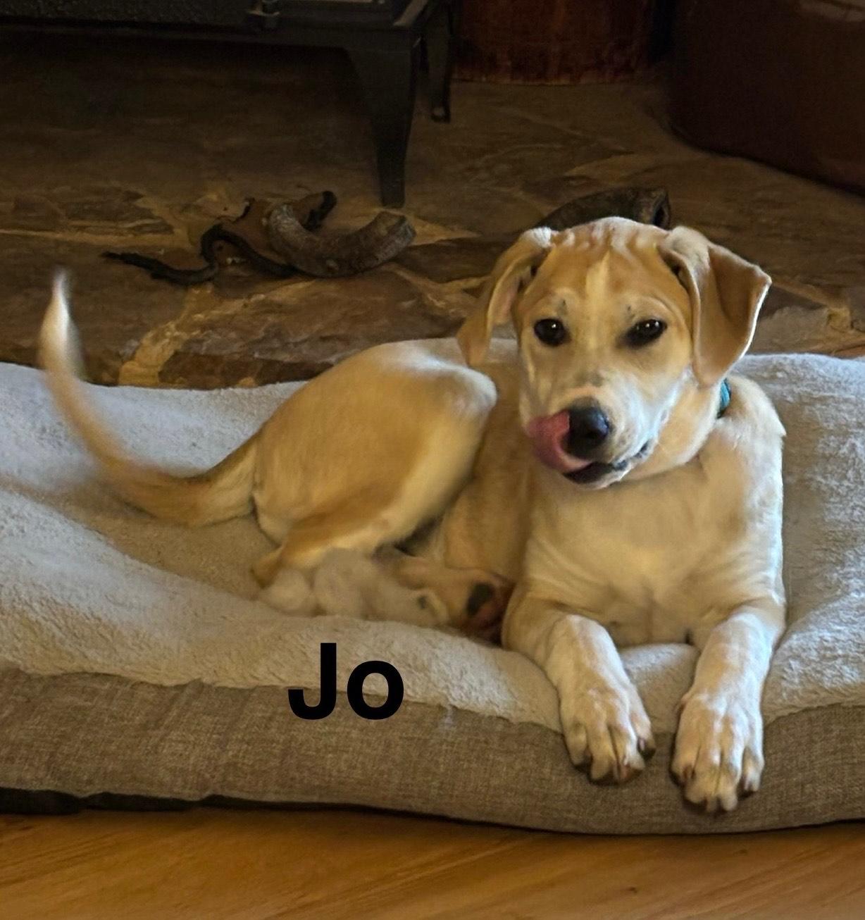 River, a Adoptable mixed breed in Texarkana, TX image 4/4