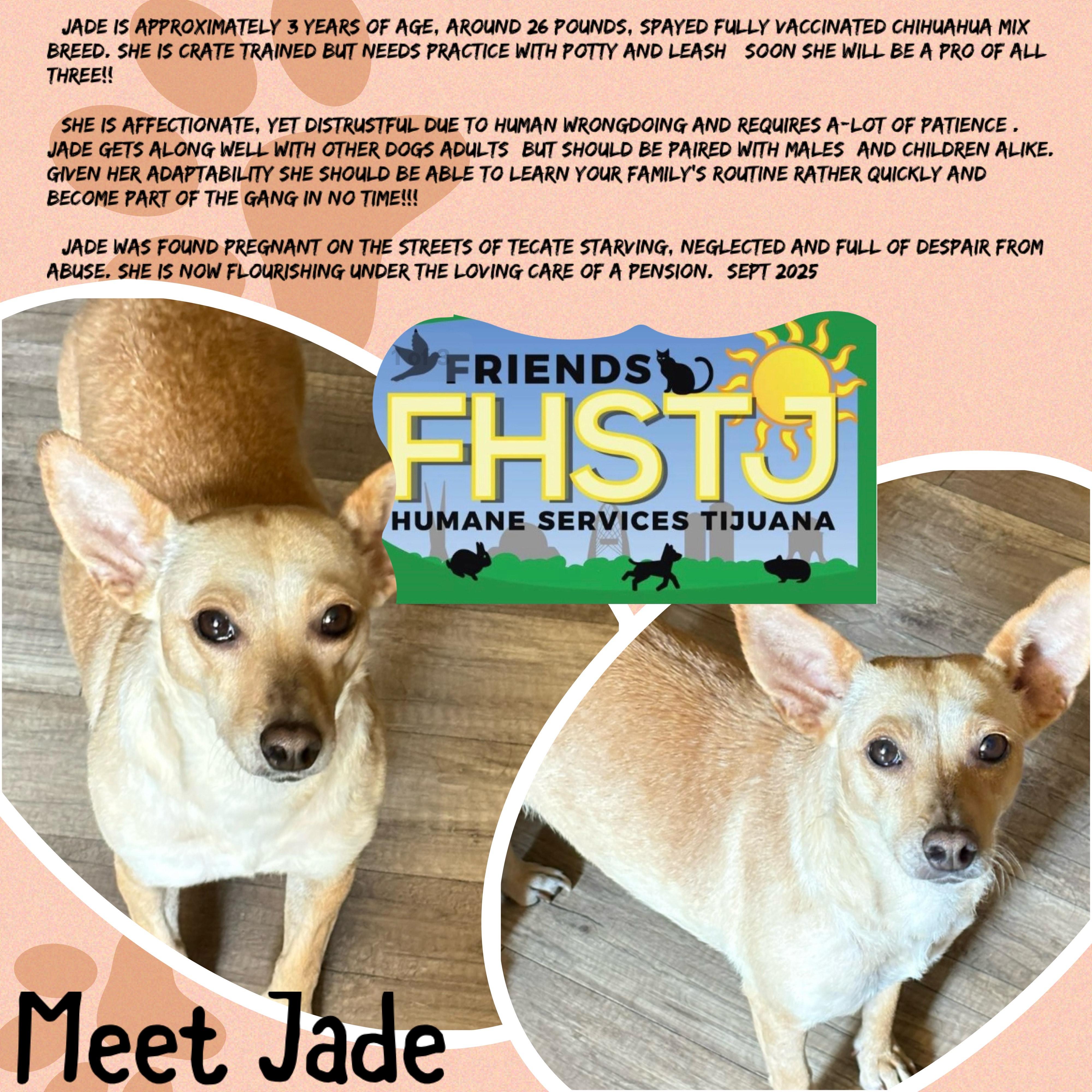 Enlarge Jade, a Adoptable mixed breed in San Ysidro, CA image 3/5