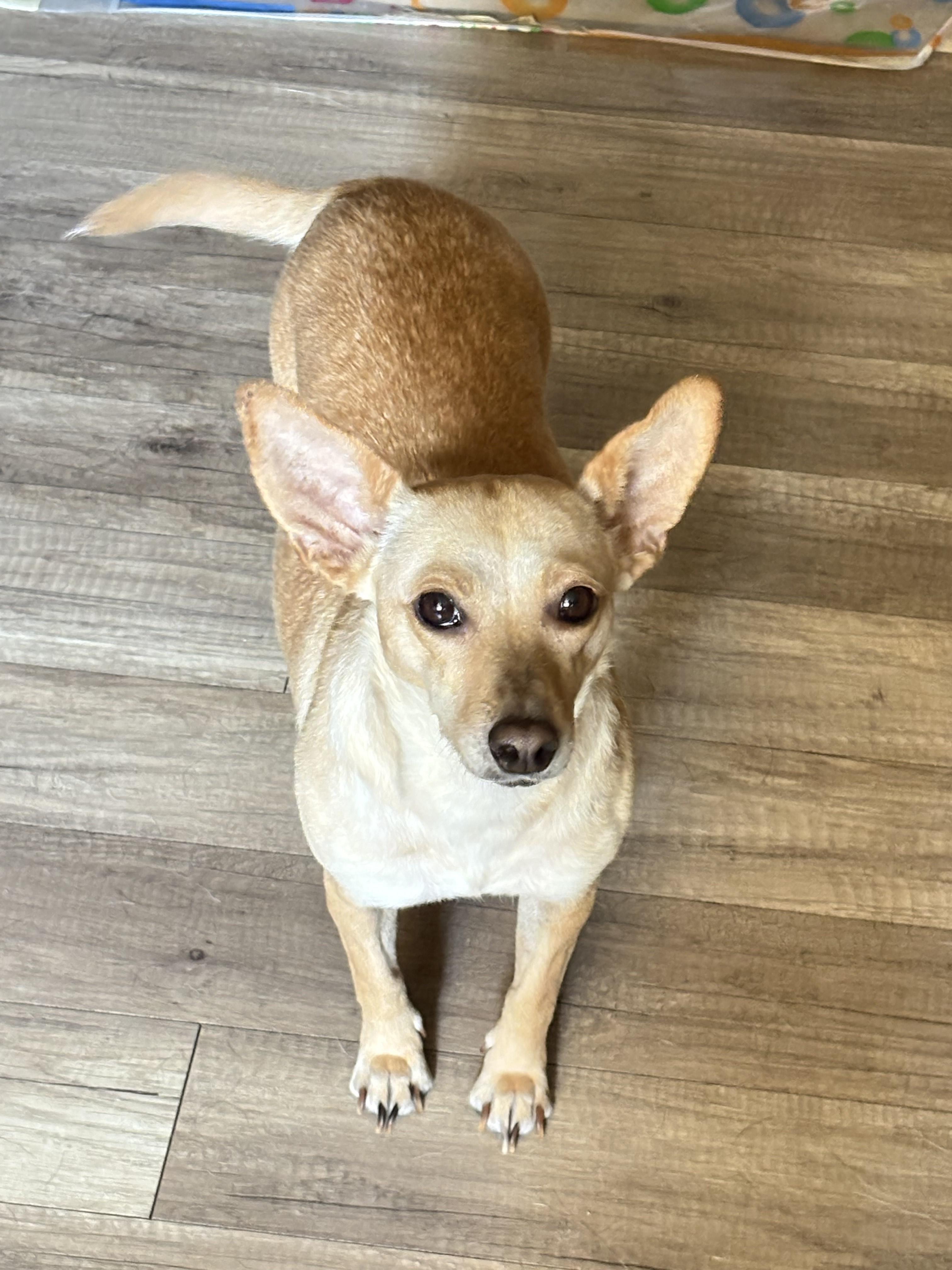 Enlarge Jade, a Adoptable mixed breed in San Ysidro, CA image 2/5