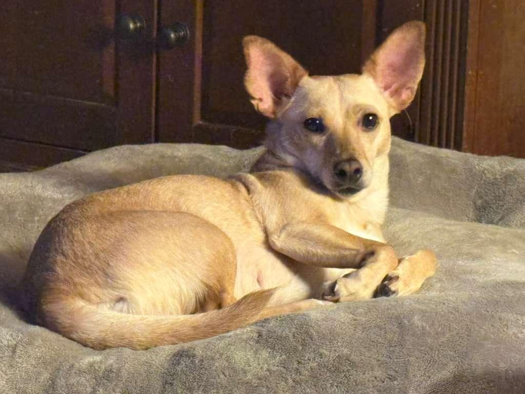 Enlarge Jade, a Adoptable mixed breed in San Ysidro, CA image 2/6