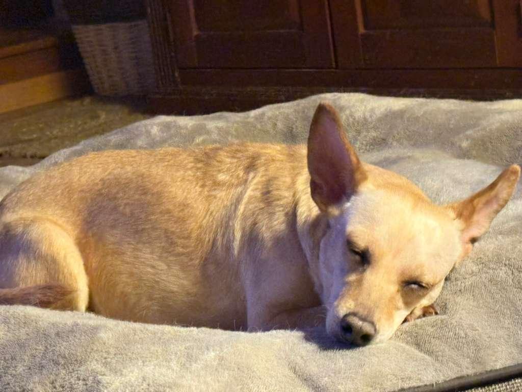 Enlarge Jade, a Adoptable mixed breed in San Ysidro, CA image 5/6
