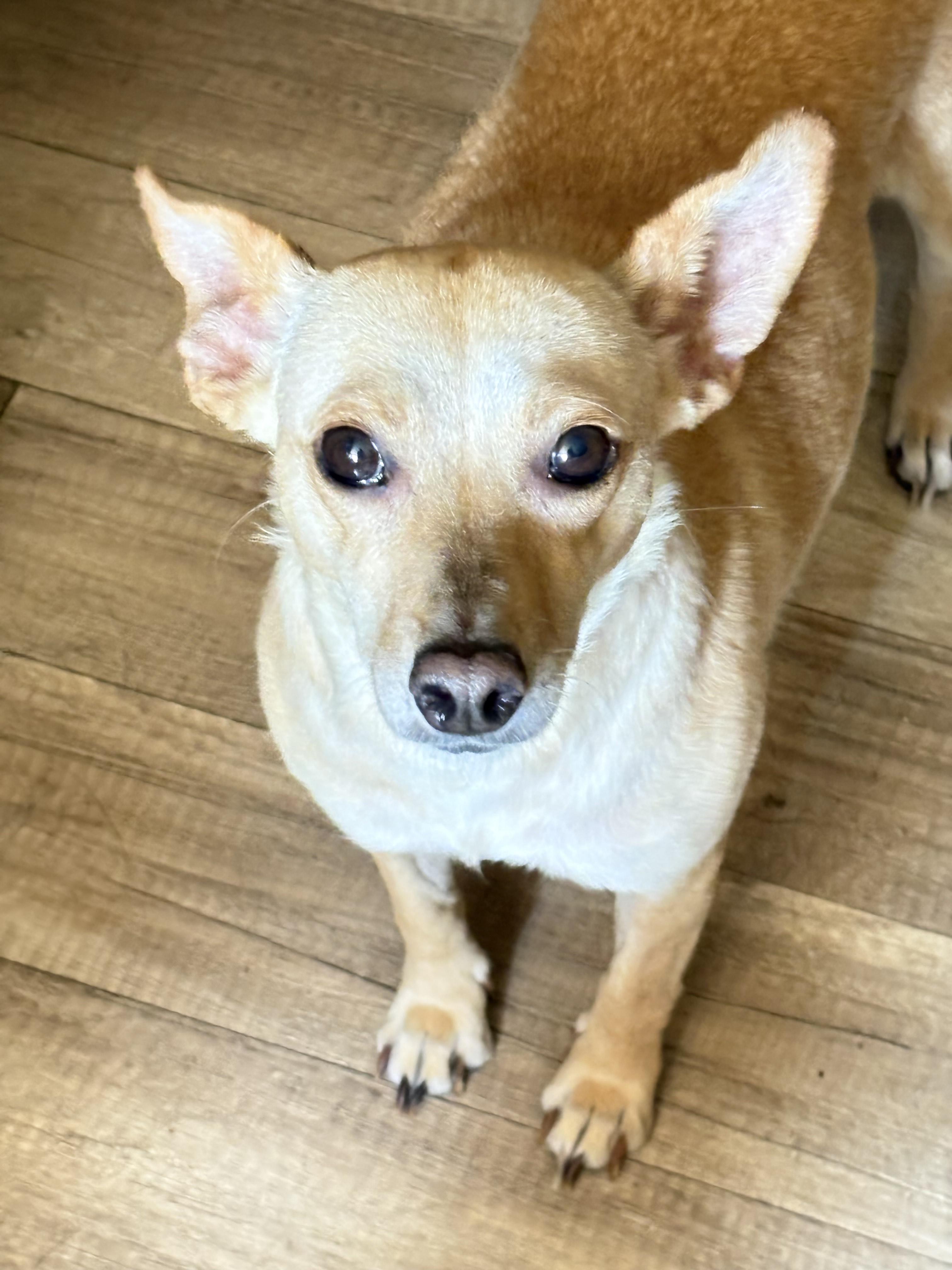 Jade, Adoptable, Adult Male Chihuahua.