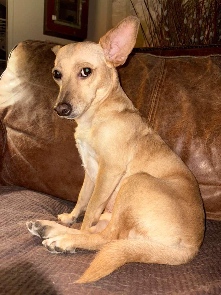 Jade, Adoptable, Adult Male Chihuahua.