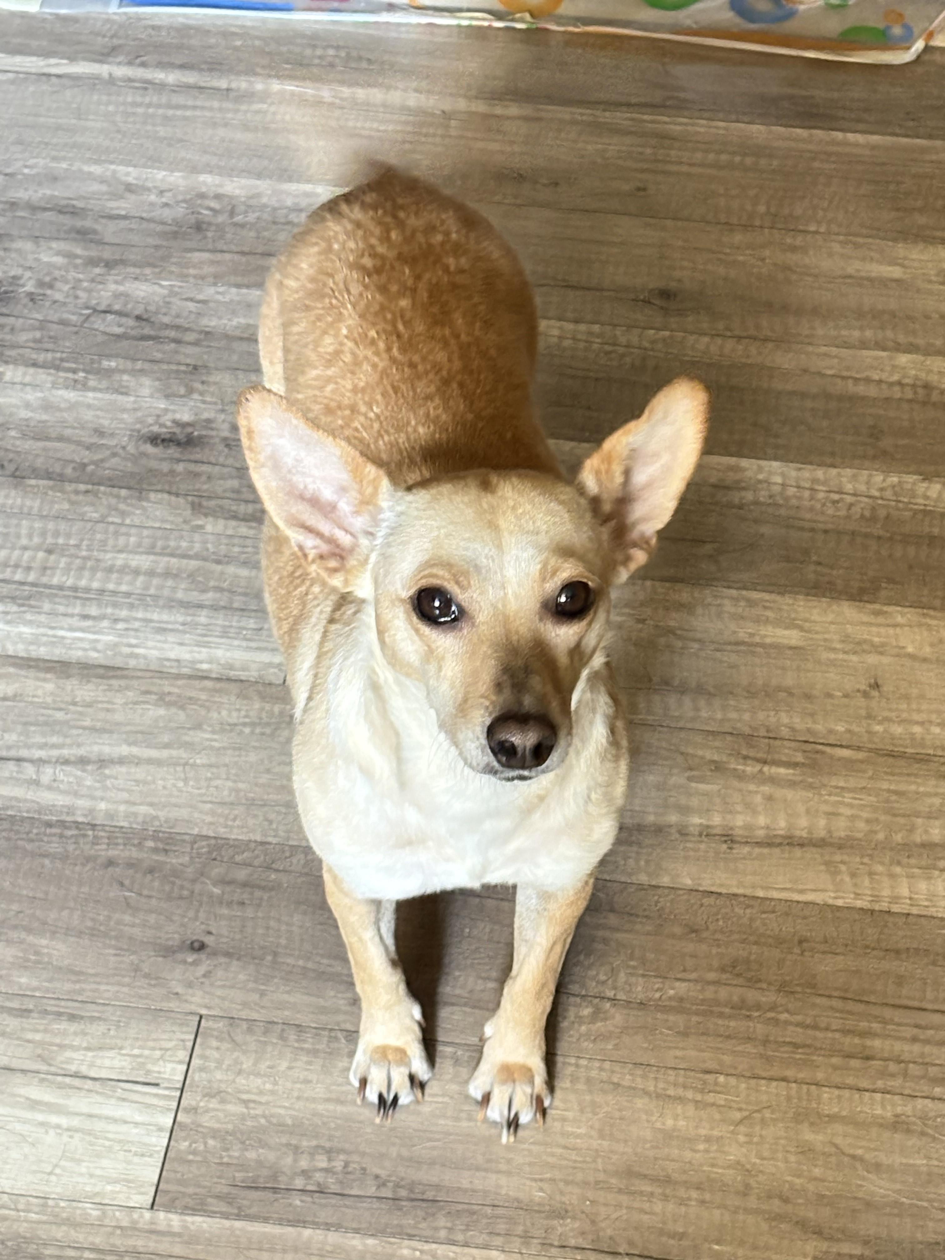 Enlarge Jade, a Adoptable mixed breed in San Ysidro, CA image 5/5