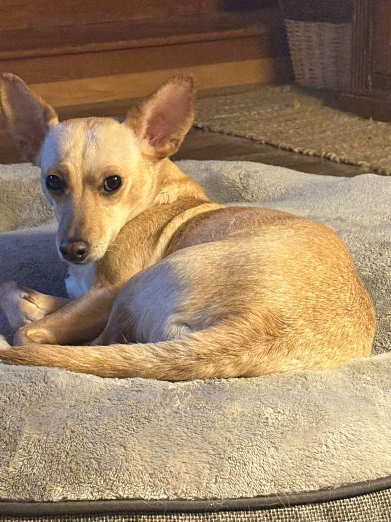 Enlarge Jade, a Adoptable mixed breed in San Ysidro, CA image 3/6