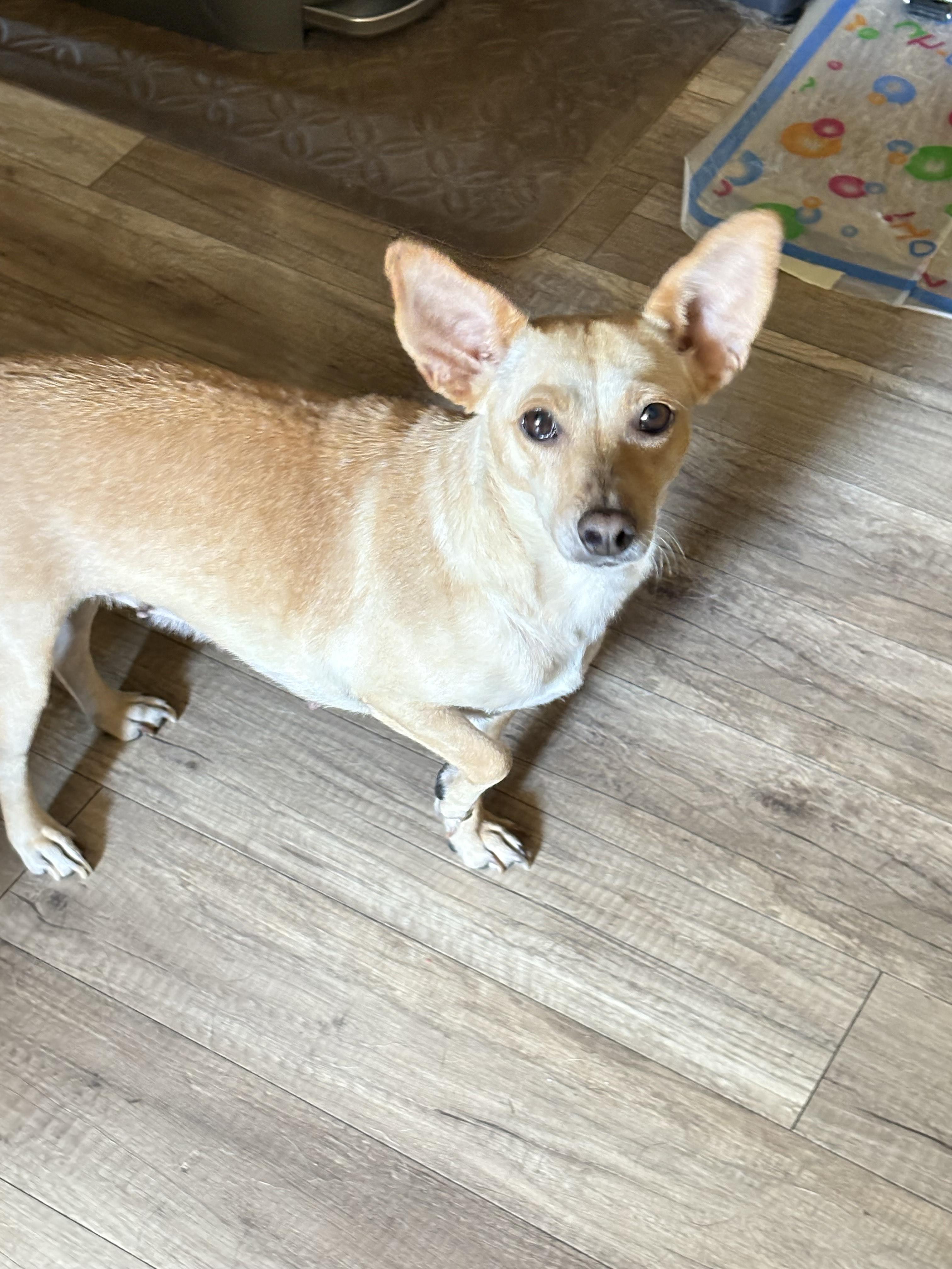 Enlarge Jade, a Adoptable mixed breed in San Ysidro, CA image 4/5