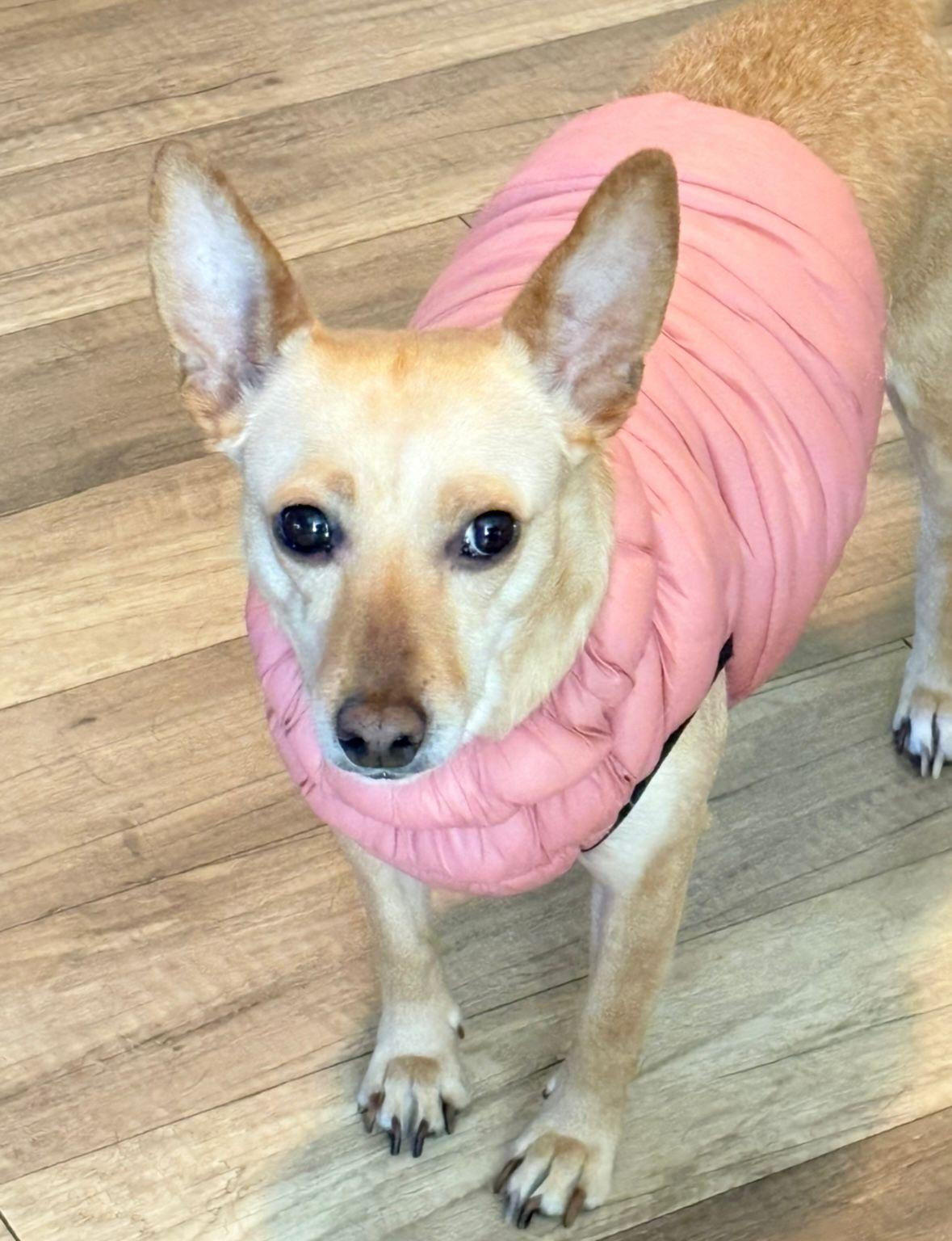 Enlarge Jade, a Adoptable mixed breed in San Ysidro, CA image 4/6